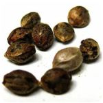 Семена марихуаны АК-47  (Seeds AK-47) в Приволжске
